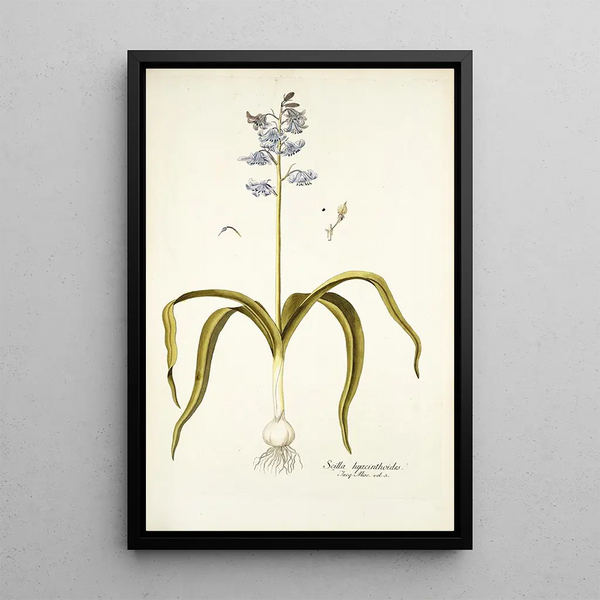 Nikolaus Joseph Freiherr von Jacquin - Scilla hyacinthoides.webp
