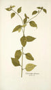 Sclerocarpus africanus - Nikolaus Joseph Freiherr von Jacquin — vista dell’opera