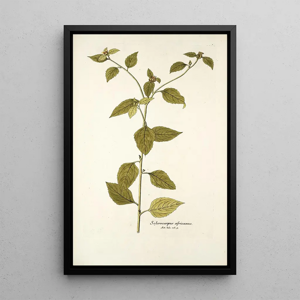 Nikolaus Joseph Freiherr von Jacquin - Sclerocarpus africanus.webp