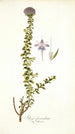 Selago fasciculata - Nikolaus Joseph Freiherr von Jacquin — Ansicht des Kunstwerks