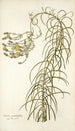 Senecio graminifolius - Nikolaus Joseph Freiherr von Jacquin — vista dell’opera