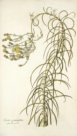 Nikolaus Joseph Freiherr von Jacquin - Senecio graminifolius.webp