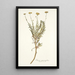 Senecio rosmarinifolius - Nikolaus Joseph Freiherr von Jacquin — gerahmtes Bild an der Wand