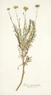 Senecio rosmarinifolius - Nikolaus Joseph Freiherr von Jacquin — Ansicht des Kunstwerks