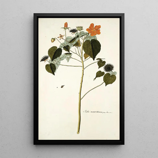 Nikolaus Joseph Freiherr von Jacquin - Sida mauritiana.webp