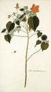 Sida mauritiana - Nikolaus Joseph Freiherr von Jacquin — vista dell’opera