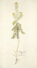 Sinapis millefolia - Nikolaus Joseph Freiherr von Jacquin — vista dell’opera