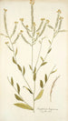 Sisymbrium hispanicum - Nikolaus Joseph Freiherr von Jacquin — vista dell’opera