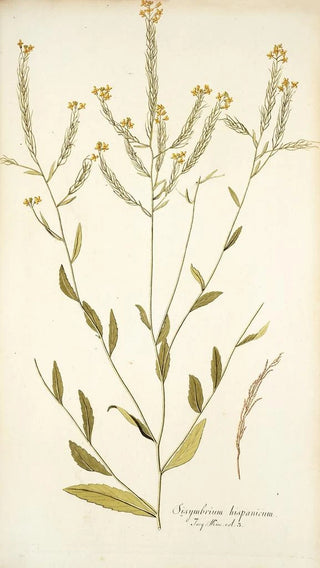 Nikolaus Joseph Freiherr von Jacquin - Sisymbrium hispanicum.webp