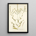 Sisymbrium hispanicum - Nikolaus Joseph Freiherr von Jacquin — quadro incorniciato alla parete