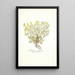 Sisymbrium lippizense - Nikolaus Joseph Freiherr von Jacquin — quadro incorniciato alla parete