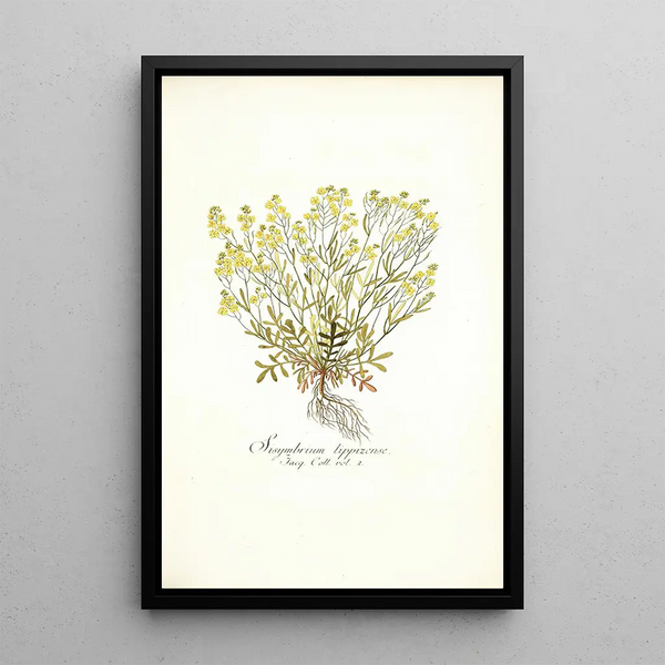 Nikolaus Joseph Freiherr von Jacquin - Sisymbrium lippizense.webp