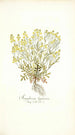 Sisymbrium lippizense - Nikolaus Joseph Freiherr von Jacquin — vista dell’opera