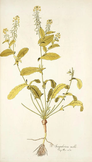 Nikolaus Joseph Freiherr von Jacquin - Sisymbrium molle.webp