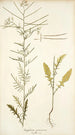 Sisymbrium pannonicum - Nikolaus Joseph Freiherr von Jacquin — vista dell’opera