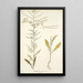 Sisymbrium pannonicum - Nikolaus Joseph Freiherr von Jacquin — quadro incorniciato alla parete