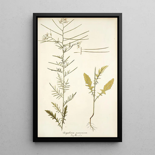 Nikolaus Joseph Freiherr von Jacquin - Sisymbrium pannonicum.webp