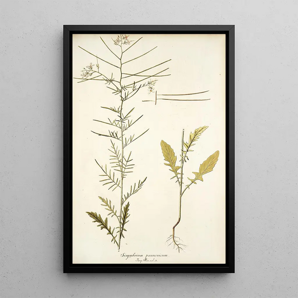 Nikolaus Joseph Freiherr von Jacquin - Sisymbrium pannonicum.webp