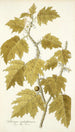 Solanum aculeatissimum - Nikolaus Joseph Freiherr von Jacquin — vista dell’opera