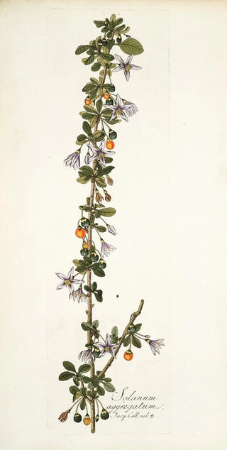Nikolaus Joseph Freiherr von Jacquin - Solanum aggregatum.webp