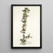 Solanum aggregatum - Nikolaus Joseph Freiherr von Jacquin — quadro incorniciato alla parete