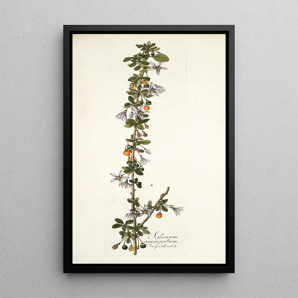 Nikolaus Joseph Freiherr von Jacquin - Solanum aggregatum.webp
