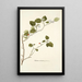Solanum coccineum - Nikolaus Joseph Freiherr von Jacquin | Reproduction — quadro incorniciato alla parete