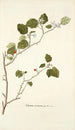 Solanum coccineum - Nikolaus Joseph Freiherr von Jacquin | Reproduction — vista dell’opera
