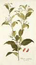 Solanum corymbosum - Nikolaus Joseph Freiherr von Jacquin — vista dell’opera