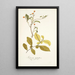 Solanum diphyllum - Nikolaus Joseph Freiherr von Jacquin — quadro incorniciato alla parete