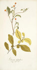 Solanum diphyllum - Nikolaus Joseph Freiherr von Jacquin — vista dell’opera