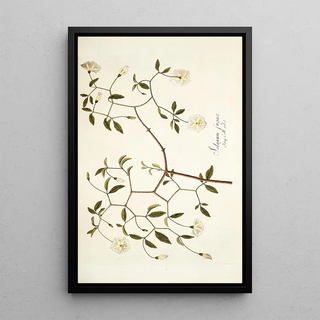 Nikolaus Joseph Freiherr von Jacquin - Solanum fugax.webp