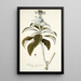 Solanum giganteum - Nikolaus Joseph Freiherr von Jacquin — gerahmtes Bild an der Wand