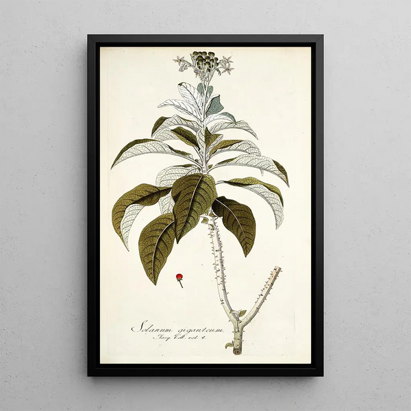 Nikolaus Joseph Freiherr von Jacquin - Solanum giganteum.webp