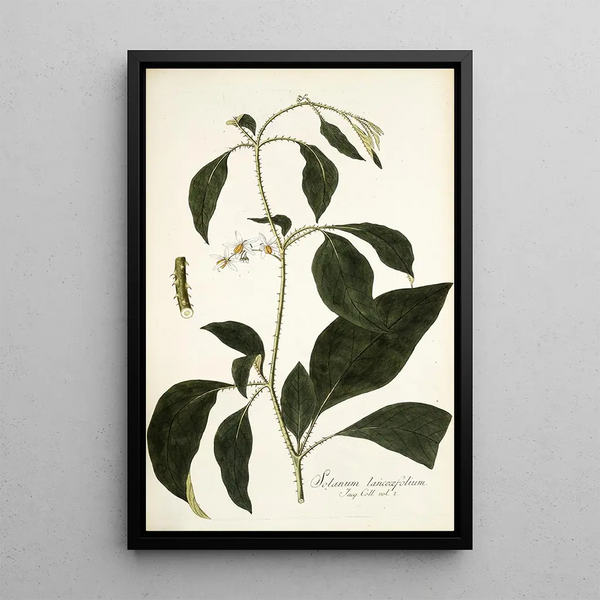 Solanum lanceaefolium - Nikolaus Joseph Freiherr von Jacquin — framed artwork on a wall