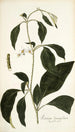 Solanum lanceaefolium - Nikolaus Joseph Freiherr von Jacquin — vista dell’opera