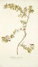 Solanum lycioides - Nikolaus Joseph Freiherr von Jacquin — vista dell’opera