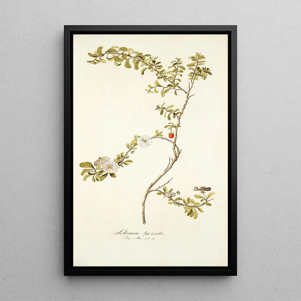 Solanum lycioides - Nikolaus Joseph Freiherr von Jacquin — framed artwork on a wall