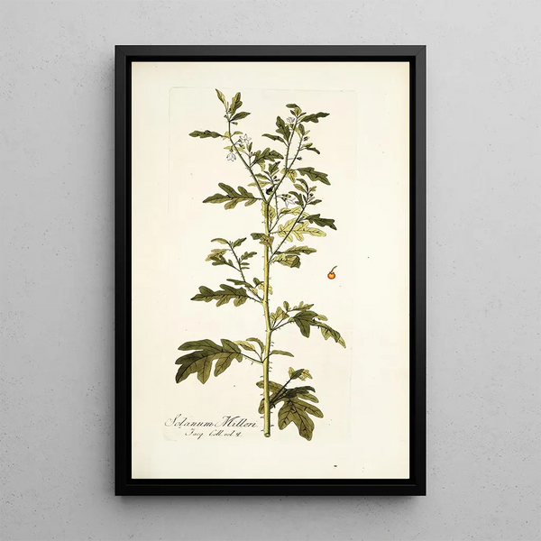 Solanum milleri - Nikolaus Joseph Freiherr von Jacquin — framed artwork on a wall