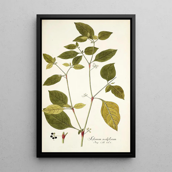 Solanum nodiflorum - Nikolaus Joseph Freiherr von Jacquin — framed artwork on a wall