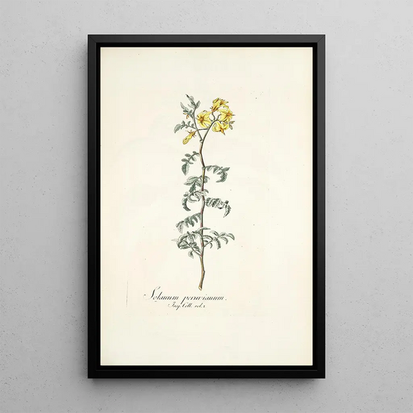 Solanum peruvianum - Nikolaus Joseph Freiherr von Jacquin — framed artwork on a wall
