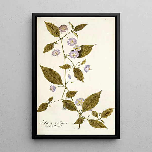Solanum stellatum - Nikolaus Joseph Freiherr von Jacquin — framed artwork on a wall