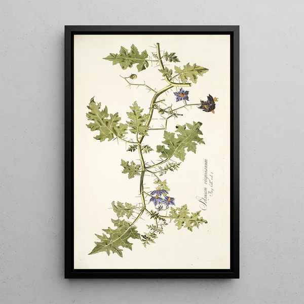 Solanum virginianum - Nikolaus Joseph Freiherr von Jacquin — framed artwork on a wall