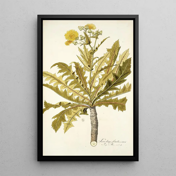Sonchus fruticosus - Nikolaus Joseph Freiherr von Jacquin — framed artwork on a wall