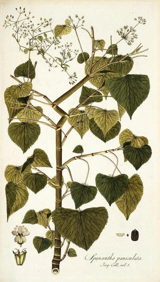 Nikolaus Joseph Freiherr von Jacquin - Spananthe paniculata.webp