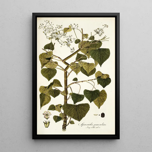Spananthe paniculata - Nikolaus Joseph Freiherr von Jacquin — framed artwork on a wall