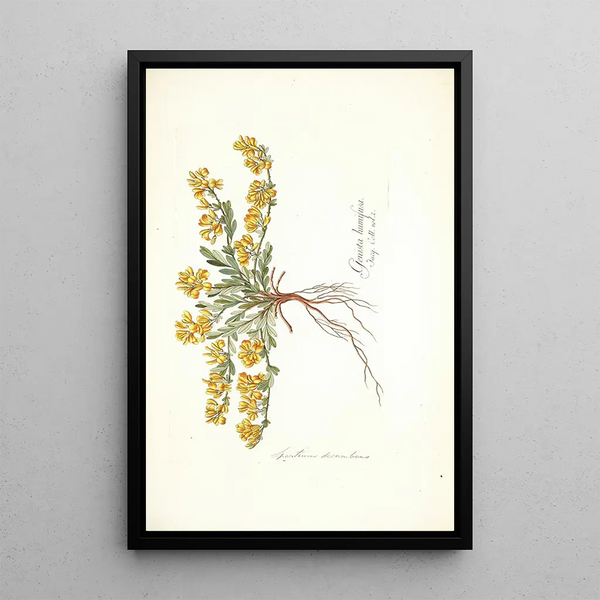 Spartium decumbens - Nikolaus Joseph Freiherr von Jacquin — framed artwork on a wall