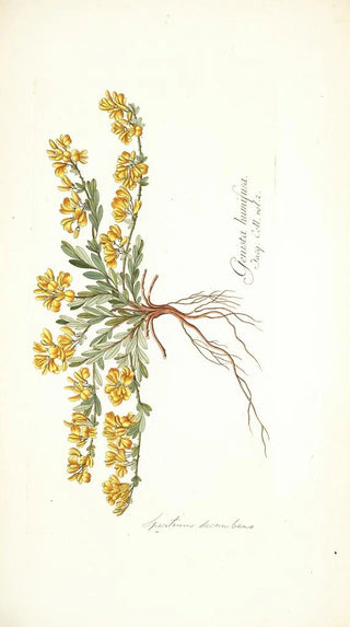 Nikolaus Joseph Freiherr von Jacquin - Spartium decumbens.webp