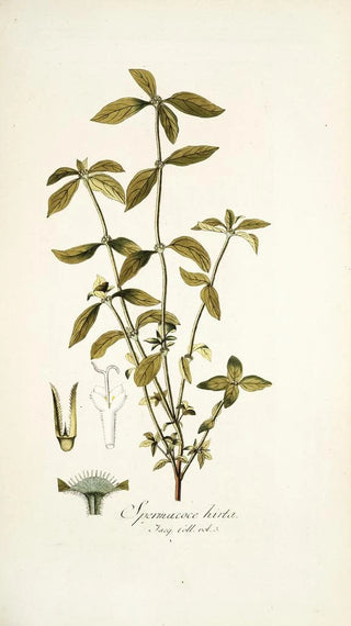 Nikolaus Joseph Freiherr von Jacquin - Spermacoce hirta.webp