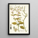 Spilanthus exasperata - Nikolaus Joseph Freiherr von Jacquin — framed artwork on a wall